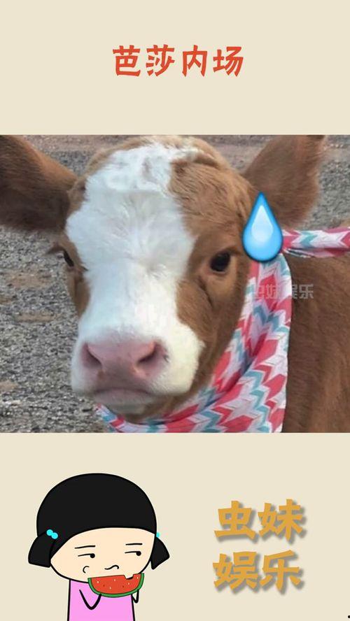 娱乐吃瓜酱细狗
